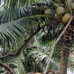 Despre uleiul de cocos